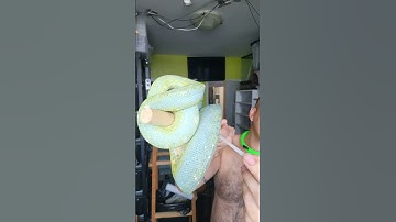 Snake Shed So Satisfying #Snakevideo #Greentreepython #Toronto