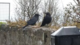 Arthur & Morrigan Attacked by a Peregrine Falcon!  27th March 2024