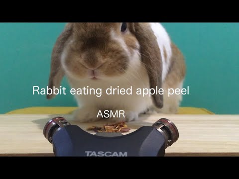 ASMR Rabbit eating dried apple peel うさぎ 咀嚼音 乾燥りんご皮 音フェチ