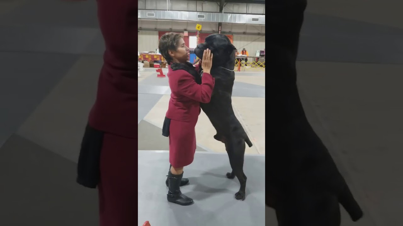 ivy league cane corso