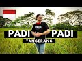 Hidden Gems in Tangerang Indonesia - Padi Padi