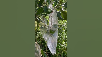 Khởi nghiệp nông nghiệp