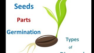 Seed parts ,Seed germination process ,Seed dispersal methods for Kids(Visit http://www.makemegenius.com for more free science videos. In this video, children can learn all about seeds. How seeds germinate,types of seed dispersal, ..., 2013-08-02T11:34:11.000Z)