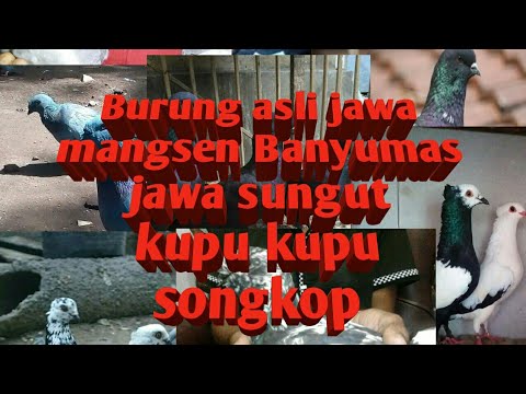Merpati Jawa Sungut Merpati Mangsen Banyumas Youtube