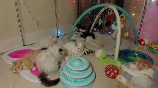 JUST CATTING  KITTEN LIVE STREAM