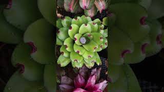 Bromeliad Care + How to get rid of Mosquitoes