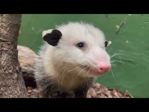 Tong feeding with Basil the Virginia Opossum