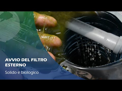Video: Che Pesci Possono Vivere Senza Ossigeno E Un Filtro