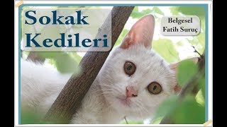 Sokak Kedileri (Belgesel) Yönetmen: Fatih Suruç