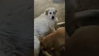 Great Pyrenees Golden Retriever Puppy Dog Jack Russell play fighting funny ugly short