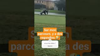 Quel Animal Vous Regarde ?