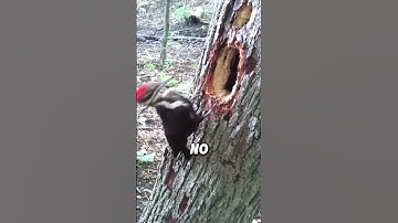 This is Why Woodpeckers Enjoy Pecking Trees