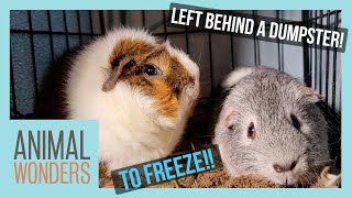 Guinea Pig Rescue