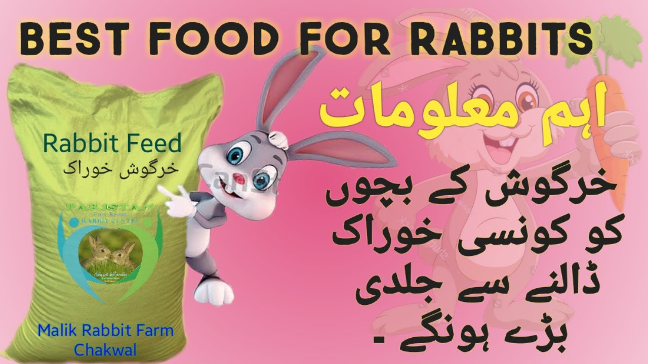 RABBIT FEED || Bunies Feed || What FEED || How Much Daily Need || Malik Rabbit Farm - YouTube