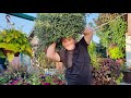 Мой цветущий двор 2020!👨‍🌾🌱Красота своими руками!🦋🌼 //My garden 2020! Beauty with your hands!