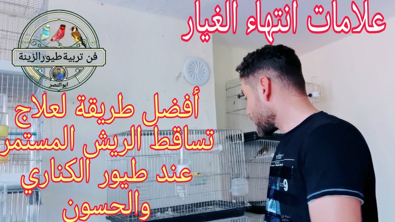قنبة الموسم أحدث طريقة لتسريع مرحلة غيار الريش عند طيور الكناري والحسون وعلامات الانتهاء