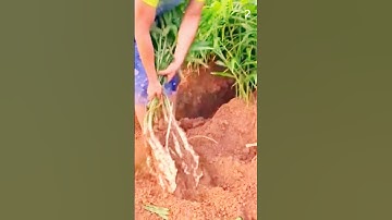 Ide Cerdas Sederhana Petani Panen Jahe #Shorts