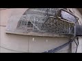 Two Squirrel Families: One Attic