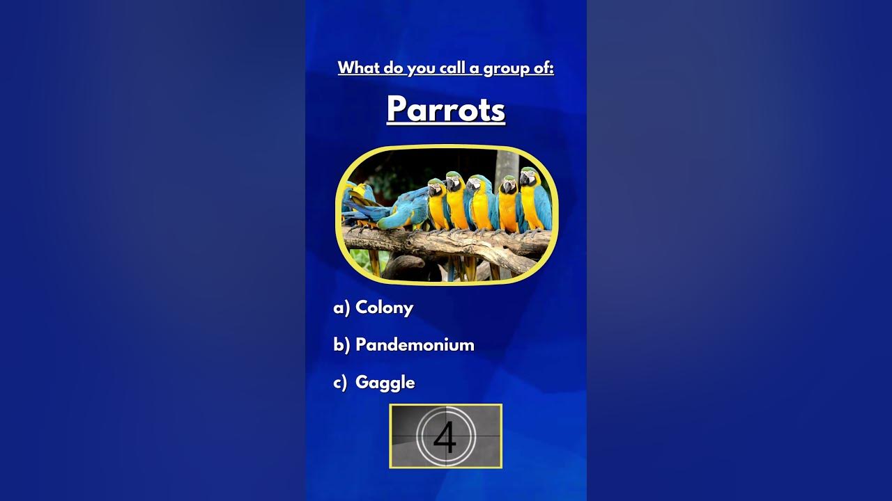 which-animal-gang-parrots-animals-animalquizzes-animalgangs