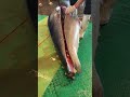 Cut perfect giant bluefin tuna belly with insane precision #BluefinTuna #Otoro #黑鮪魚 #fblifestyle