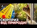 ⚡️ЦЬОГО ДАВНО ЧЕКАЛИ! Погода в Україні кардинально змінюється! ДЕТАЛЬНИЙ прогноз