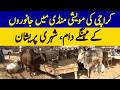 Karachi Cattle Market Prices Soar | Dawn News
