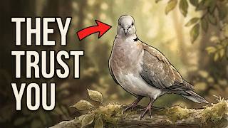 If a Mourning Dove Visits Your Yard, Here’s What It’s Secretly Telling You