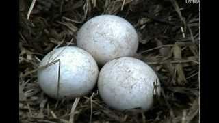 Bald Eagle Nest - Decorah, Iowa 03-24-2012; 07:46 CdST (10min 20sec)