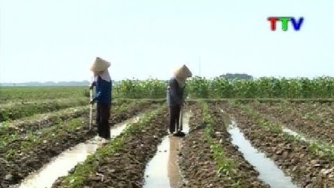 Cần triển khai nhiều giải pháp để đẩy nhanh tiến độ sản xuất vụ đông năm 2015