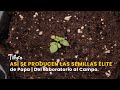 Así se Producen las Semillas Élite de Papa | Del Laboratorio al Campo -TvAgro por Juan Gonzalo Angel