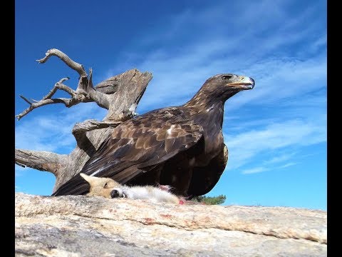 EL ZORRO Y EL ÁGUILA PARTE III DESENLACE FINAL