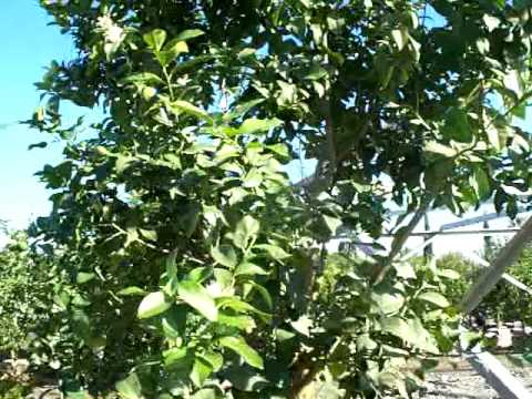 Citrus Eureka Lemon Tree 36"box 2.mov