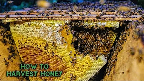 How to Harvest Honey / Eating the African way