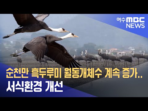 순천만 <strong>흑두루미</strong> 월동개체수 계속 증가...서식환경 개선 -R (221024월/뉴스데스크)