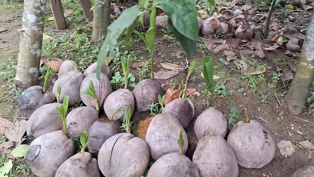 Magwalis tayo habang maganda ang panahon