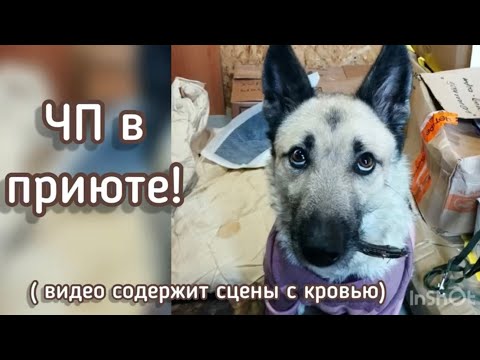 ЧП в приюте! (Видео содержит сцены с кровью) Приют для животных