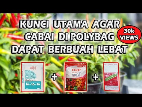 Cara Menanam Cabe di Polybag Agar Berbuah Lebat 