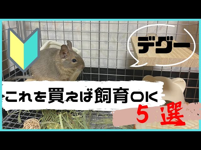 デグー　DRGU 飼育セット　餌　サンド　シートなど お迎え前に準備しておく飼育用品5選【デグー・degu飼育】 - YouTube
