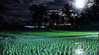Suara Kodok dan Jangkrik di Sawah
