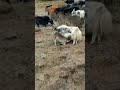 The mother horse nurses the young yak until it grows up, demonstrating the great maternal love
