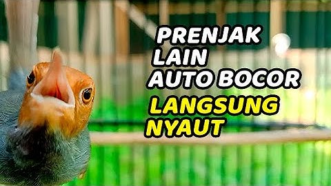 Coba Sekali SAJA 100% JITU, PRENJAK macet diJAMIN NYAUT GACOR dan FIGHTER