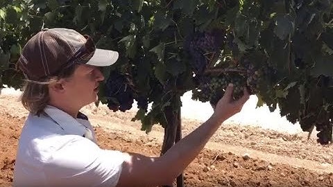 Late Season Crop Thinning to Improve Crop Uniformity