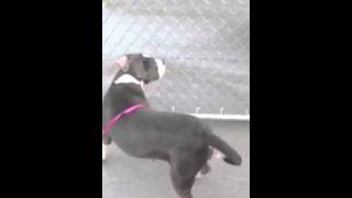 BOTH ADOPTED Sheba and Enzo URGENT DOGS at Lake County Animal Services in Tavares, FL by FriendsofMisfit 42 views 9 years ago 1 minute, 5 seconds