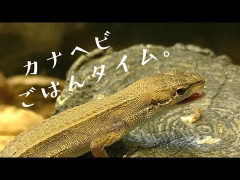 06 カナヘビ飼育 カナヘビにやわらかい虫を与えた Youtube