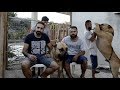 DOGO CANARİOLAR TÜRKİYEDE DAHA ÖNCE GÖRDÜNÜZMÜ ?? の動画、YouTube動画。