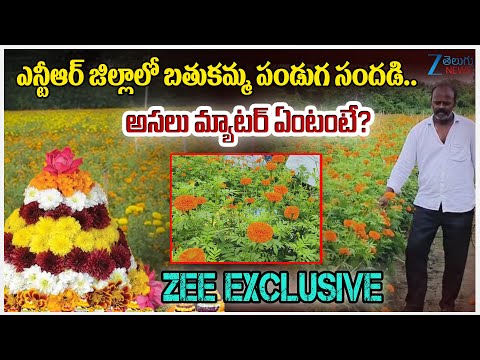 AP Farmers Happy with Telangana Bathukamma Festival in NTR District | Zee Telugu News - ZEE24TELUGUNEWS