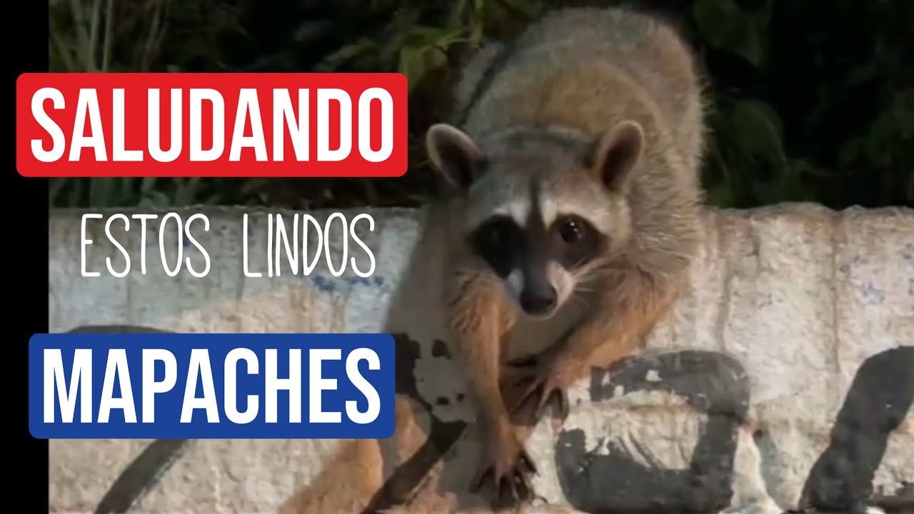 Mapache Rural Que lindos mapaches 🦝 #veracruz #mapaches #racoons #nature - YouTube