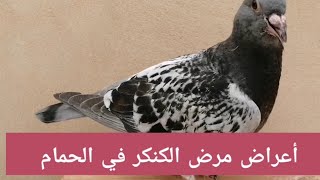 أعراض وطريقة علاج الحمام من مرض الكنكر