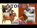 The Top 10 Highest Daily Gain Weight of Goat Meat Breeds in the World | Birth Age to Weaning Age