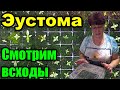 Эустома. 10 дней после всходов. Как выглядит рассада?